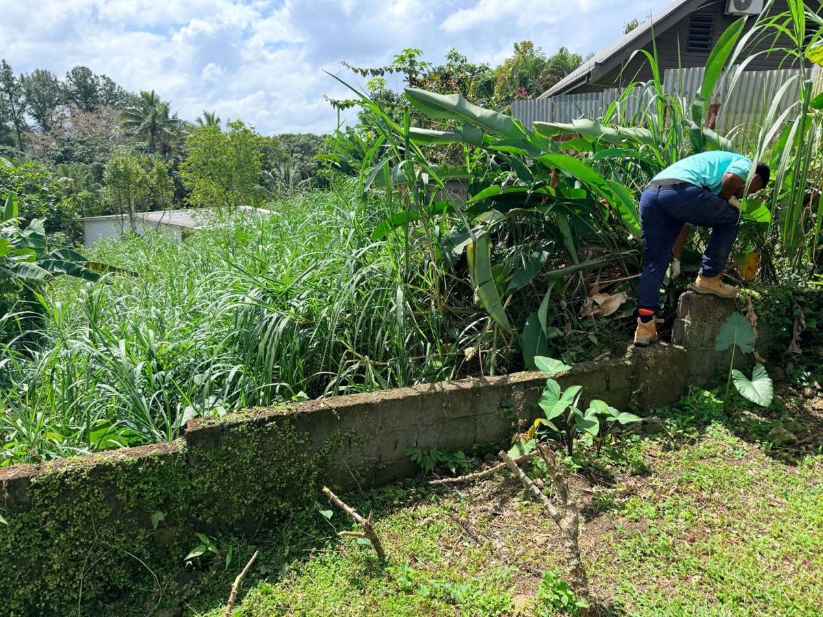 The overgrown boundary wall — before
